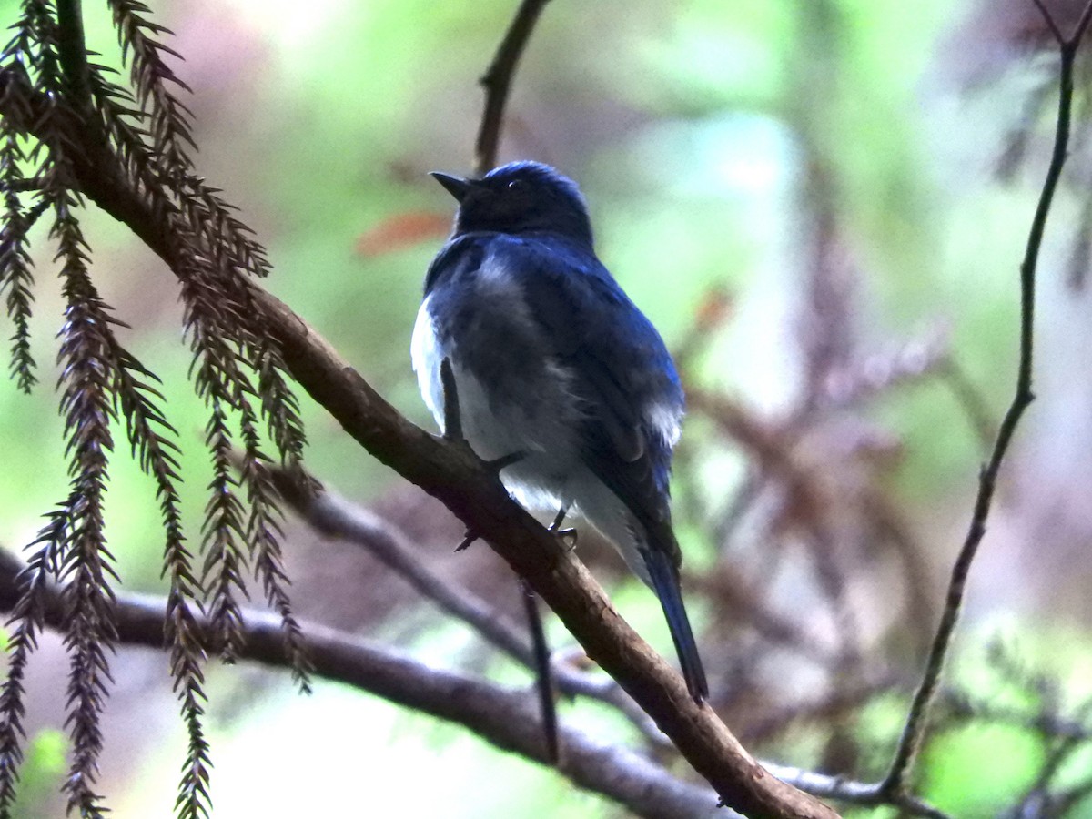 Blue-and-white Flycatcher - ML620585004