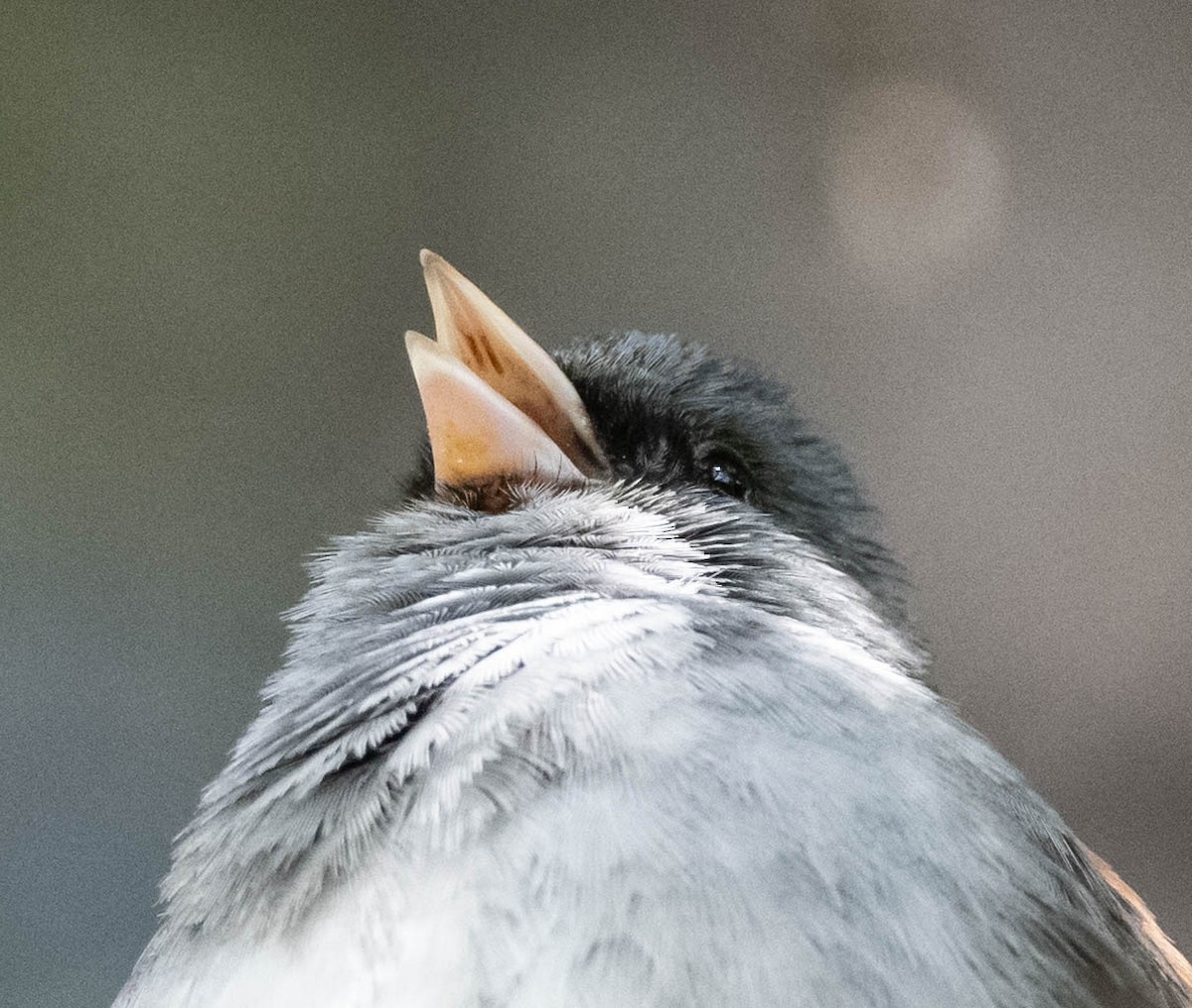 Dark-eyed Junco (Gray-headed) - ML620585010