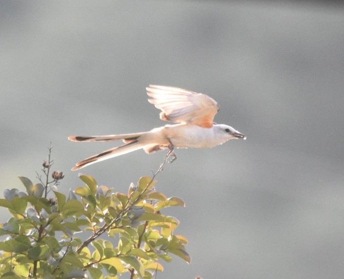 Scissor-tailed Flycatcher - ML620585018