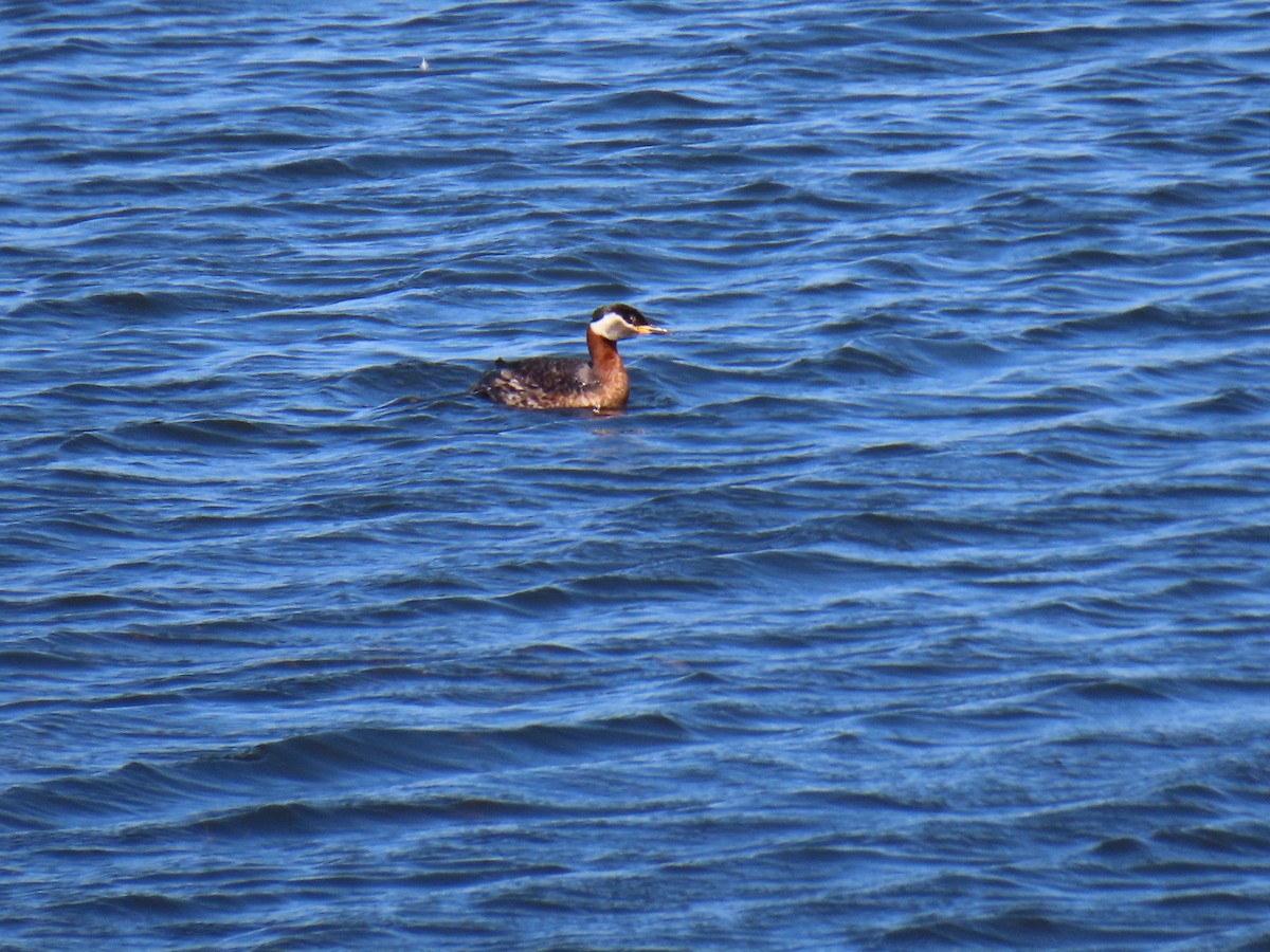 Red-necked Grebe - Cyndy Johnson