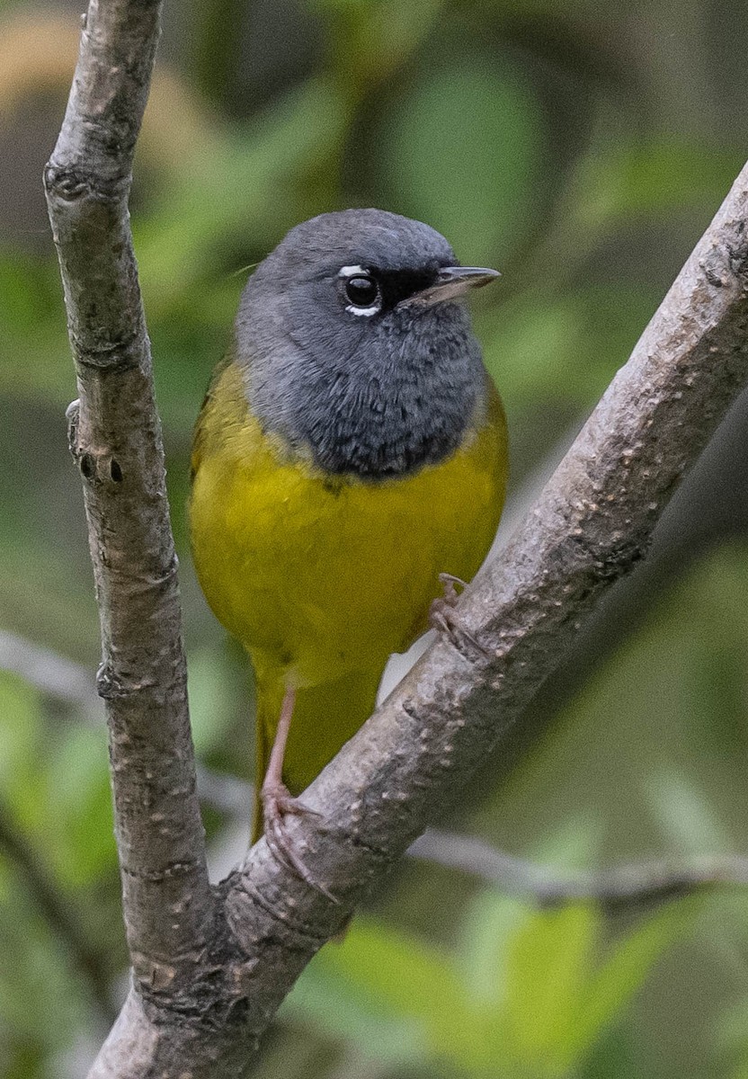 MacGillivray's Warbler - ML620585023