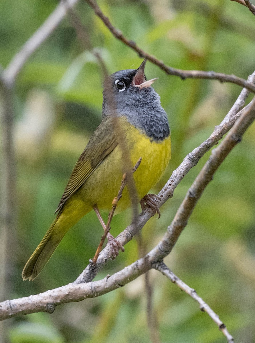 MacGillivray's Warbler - ML620585024