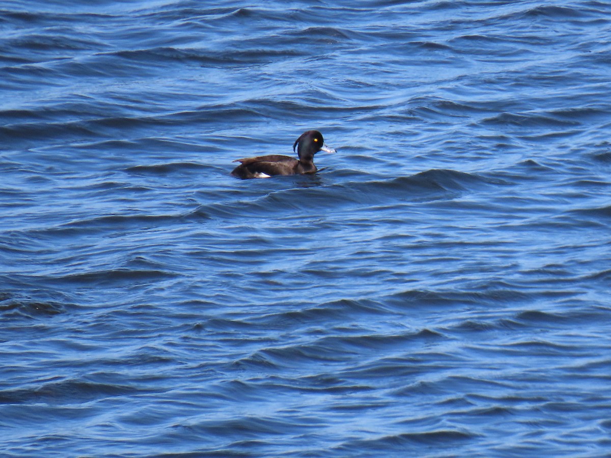 Tufted Duck - ML620585028