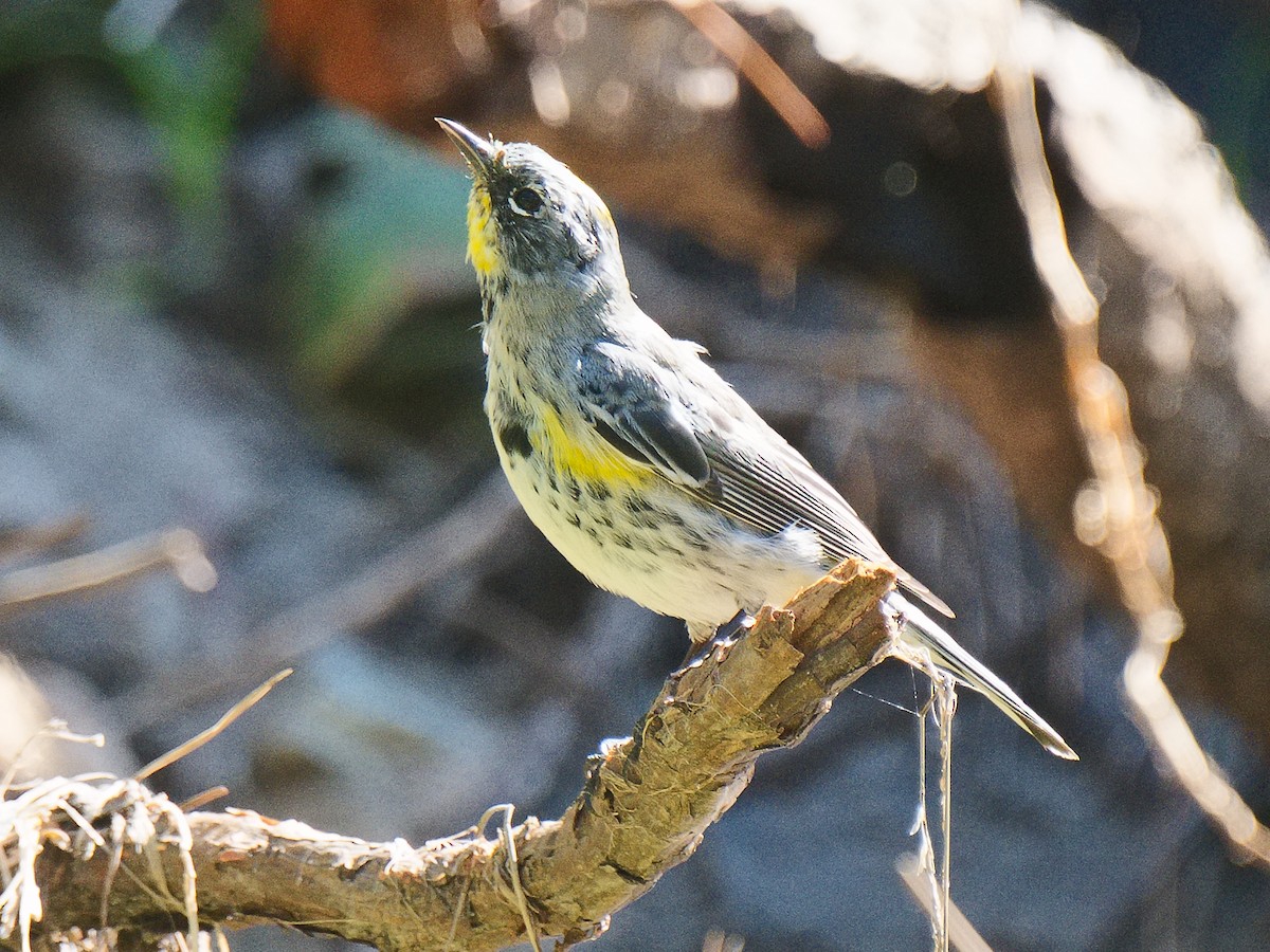 Yellow-rumped Warbler (Audubon's) - ML620585030