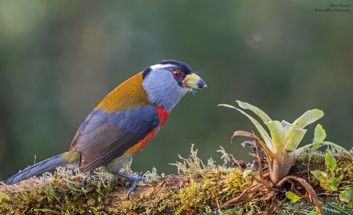 Toucan Barbet - ML620585032