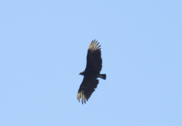 Black Vulture - ML620585042