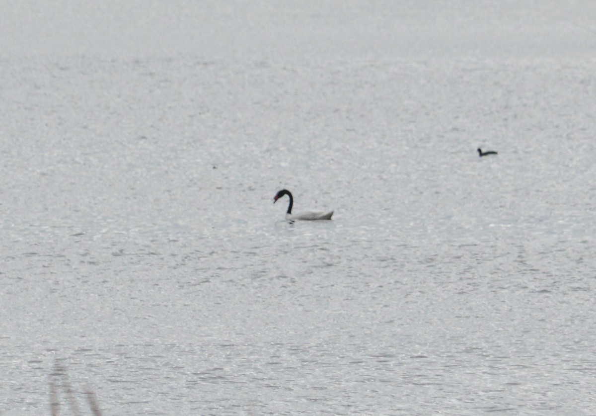 Black-necked Swan - ML620585046