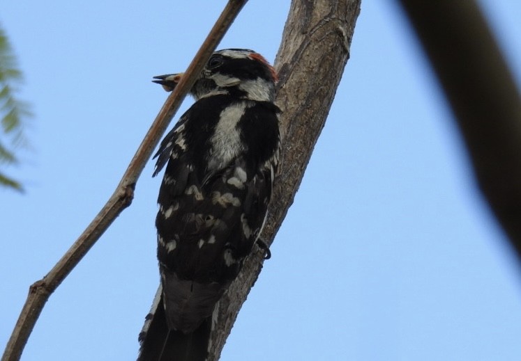 Downy Woodpecker - ML620585059