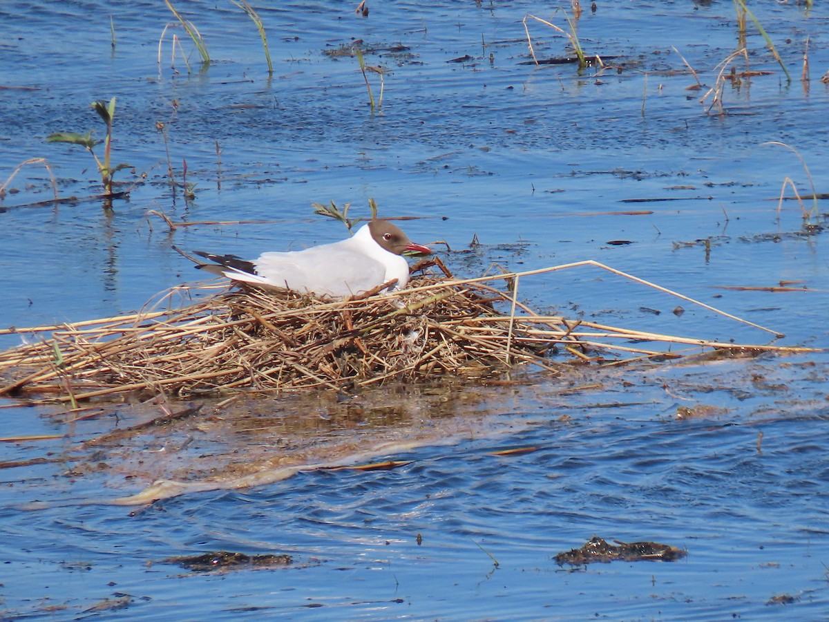 Black-headed Gull - ML620585065