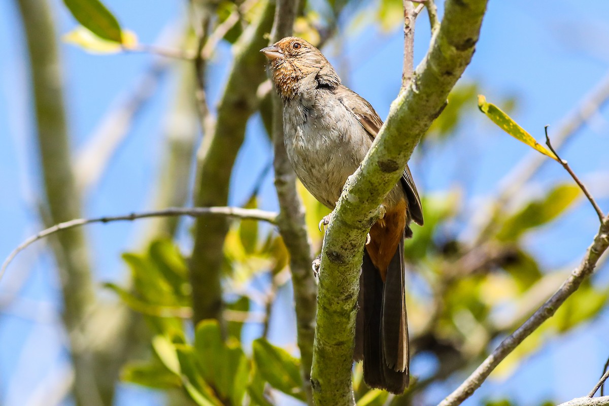 California Towhee - ML620585072