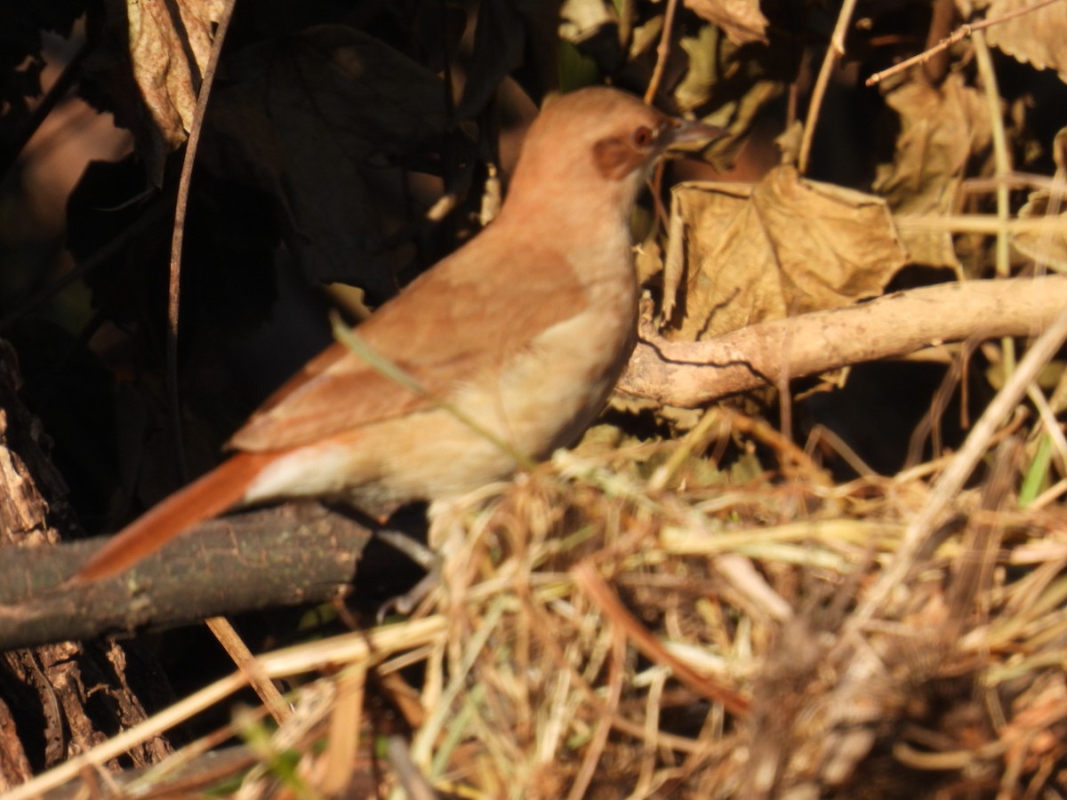 Rufous Hornero - ML620585080