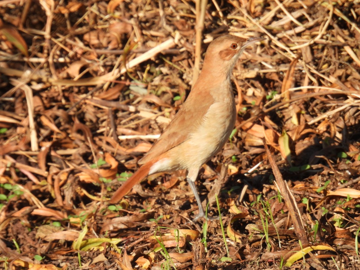 セアカカマドドリ - ML620585082