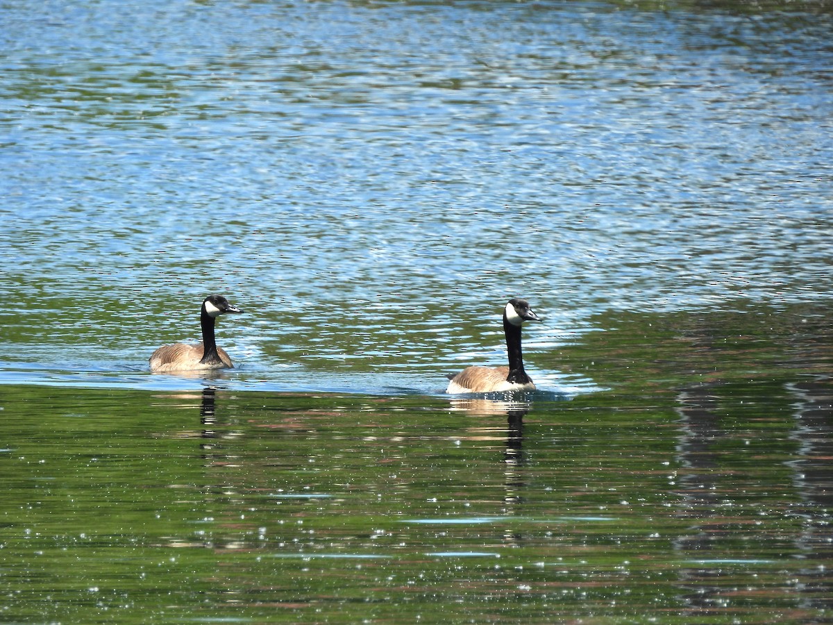 Canada Goose - ML620585086