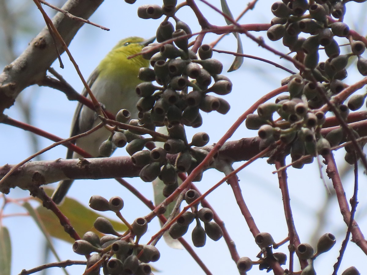 Gelbkehlvireo - ML620585100