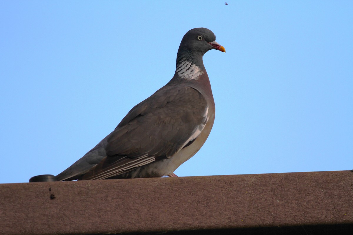 Common Wood-Pigeon - ML620585116