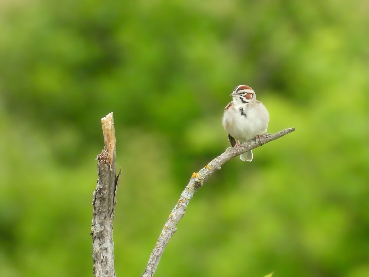 Lark Sparrow - ML620585149