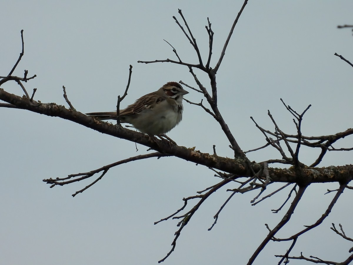 Lark Sparrow - ML620585150