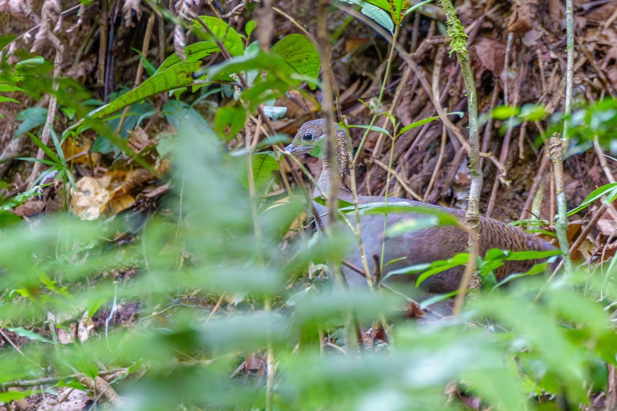 Solitary Tinamou - ML620585161