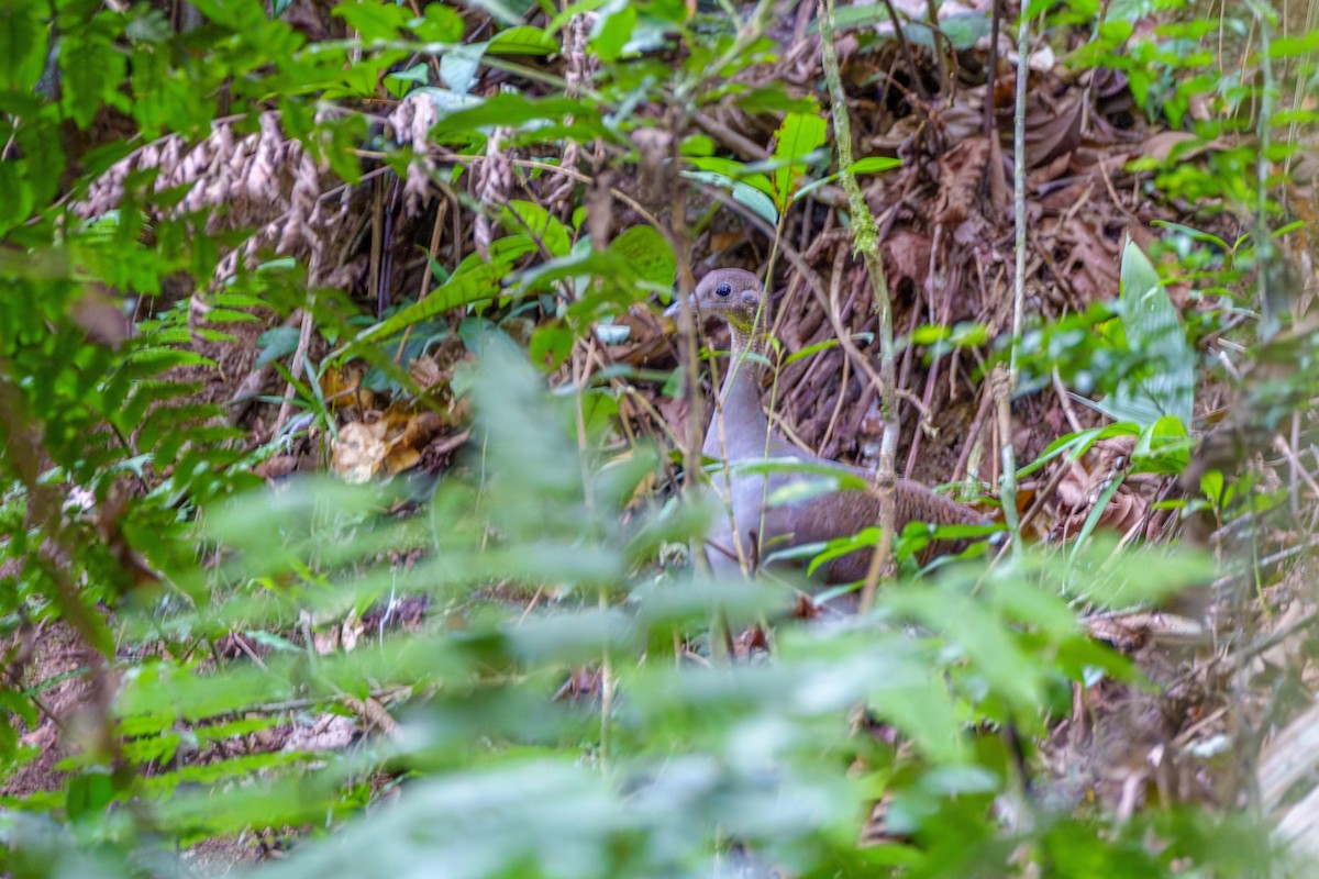 Solitary Tinamou - ML620585163