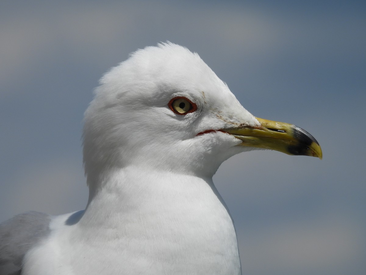 Ring-billed Gull - ML620585164