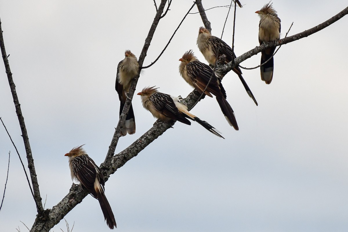 Guira Cuckoo - ML620585169