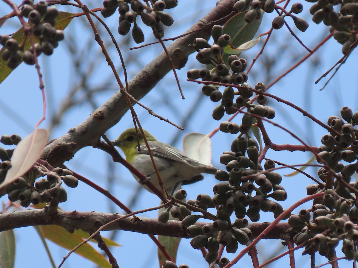 Yellow-throated Vireo - ML620585171