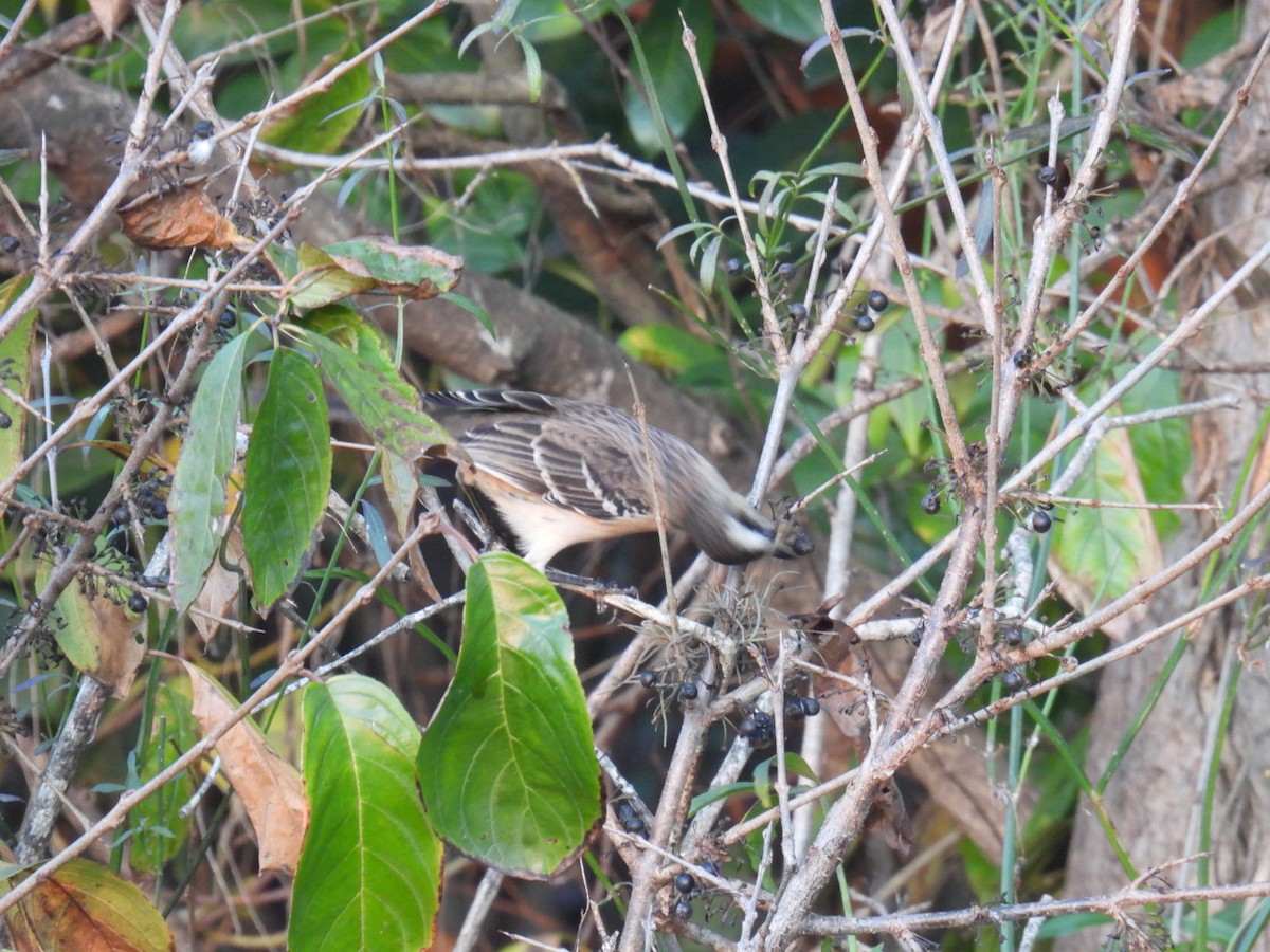 Chalk-browed Mockingbird - ML620585173