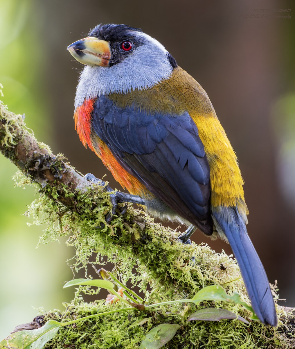 Toucan Barbet - ML620585175