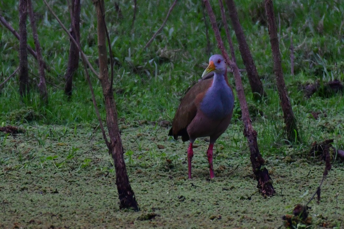 Giant Wood-Rail - ML620585176