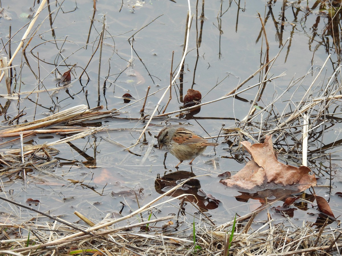 Swamp Sparrow - ML620585178