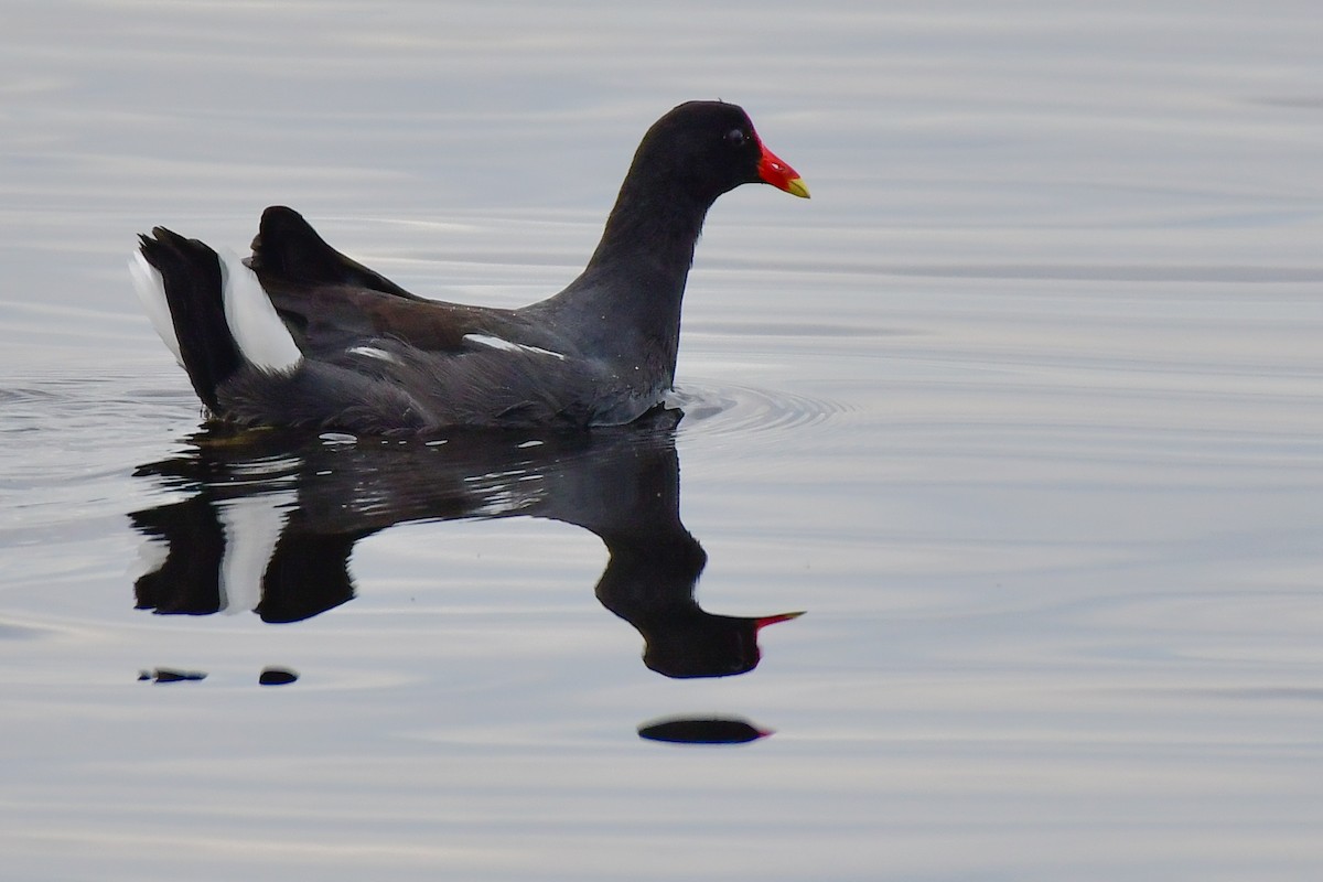 Common Gallinule - ML620585183