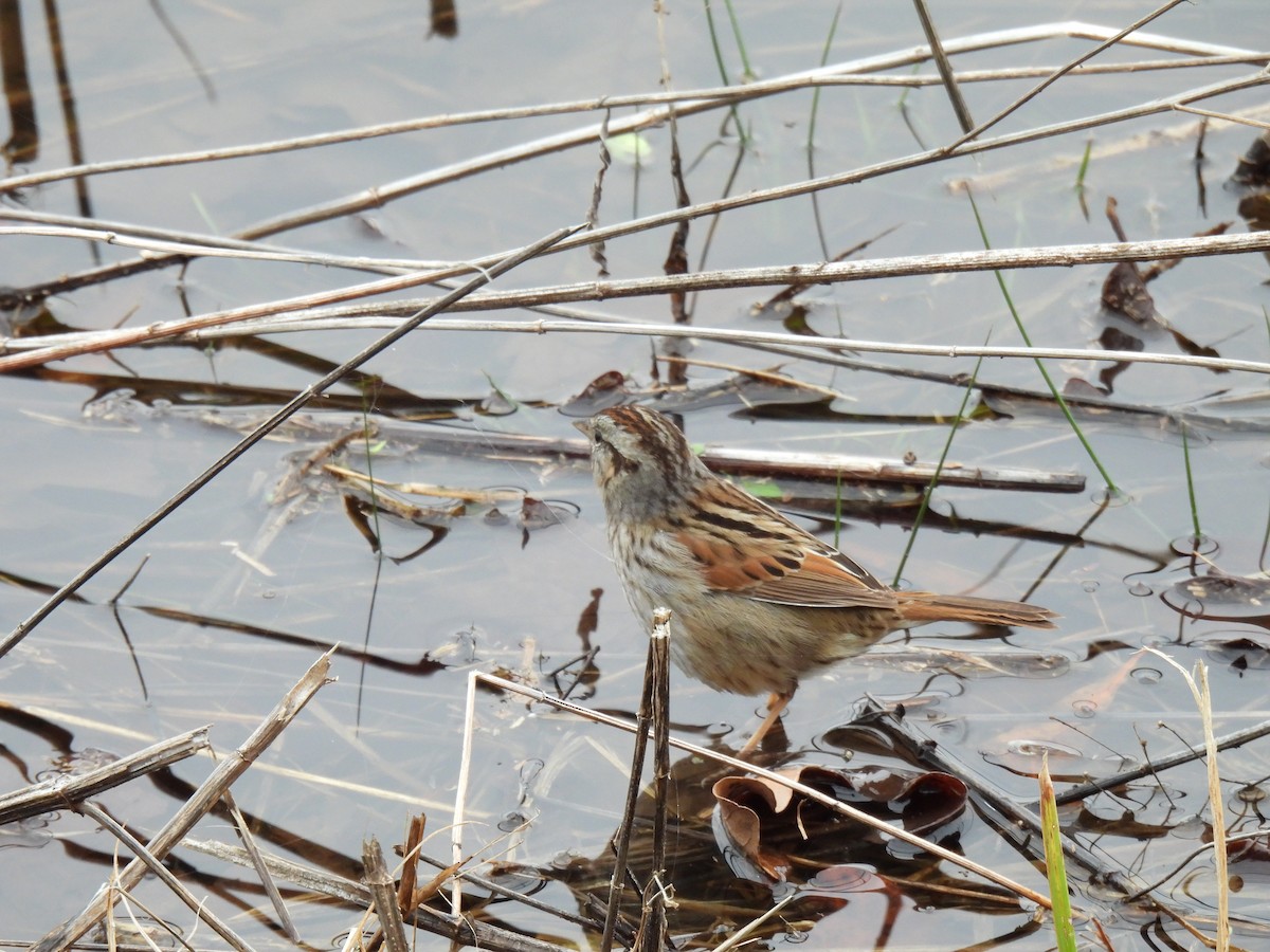 Swamp Sparrow - ML620585184