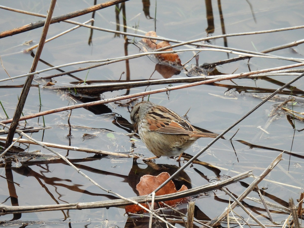 Swamp Sparrow - ML620585185