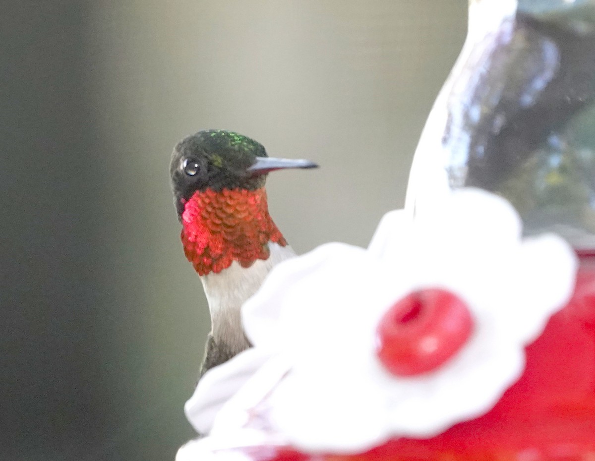 Ruby-throated Hummingbird - ML620585206