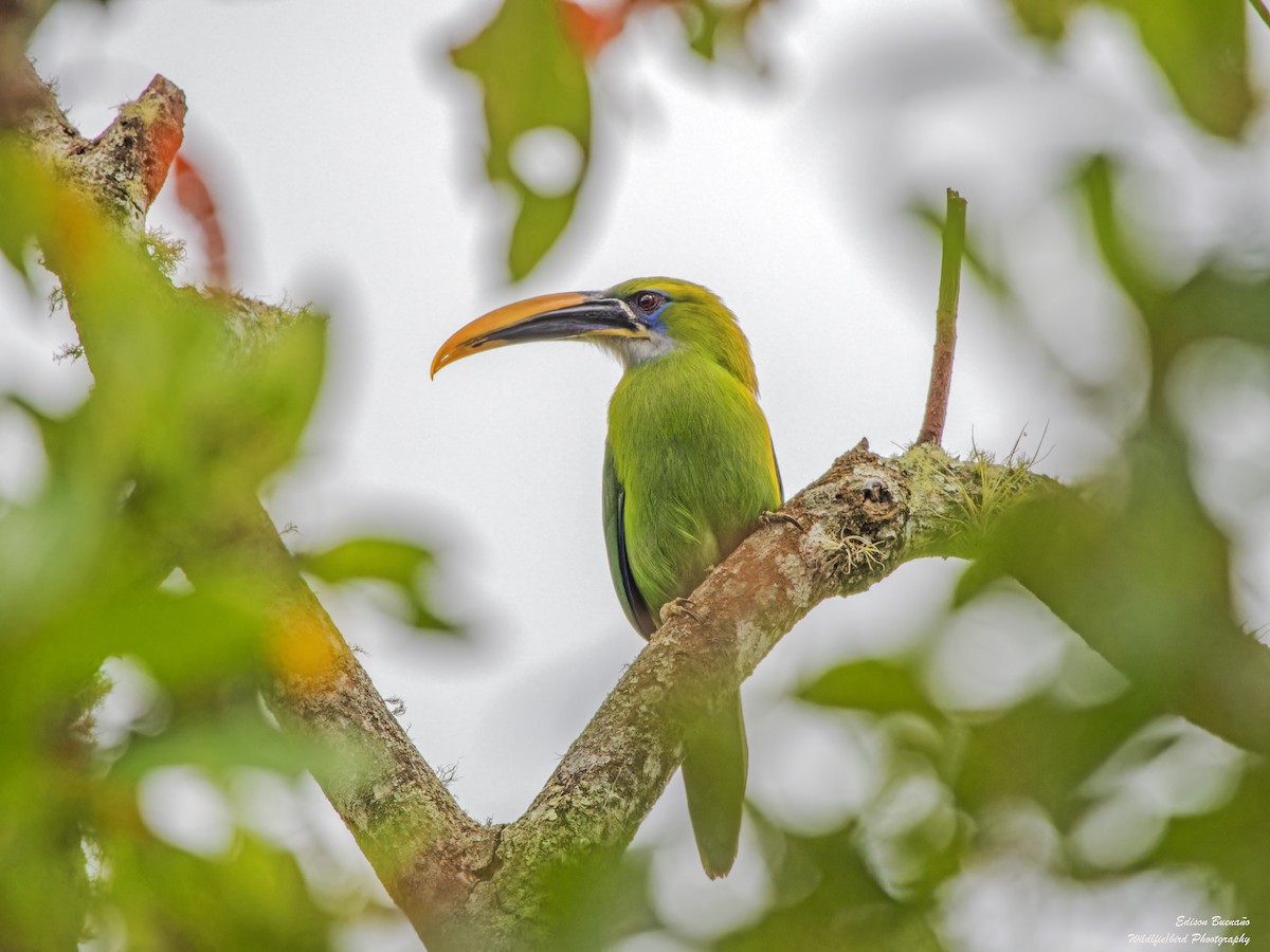 Groove-billed Toucanet - ML620585207