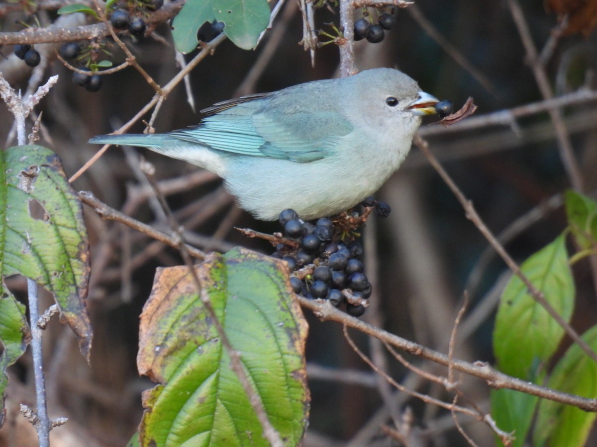 Sayaca Tanager - ML620585226