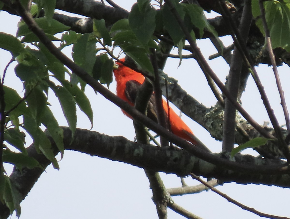 Scarlet Tanager - ML620585236