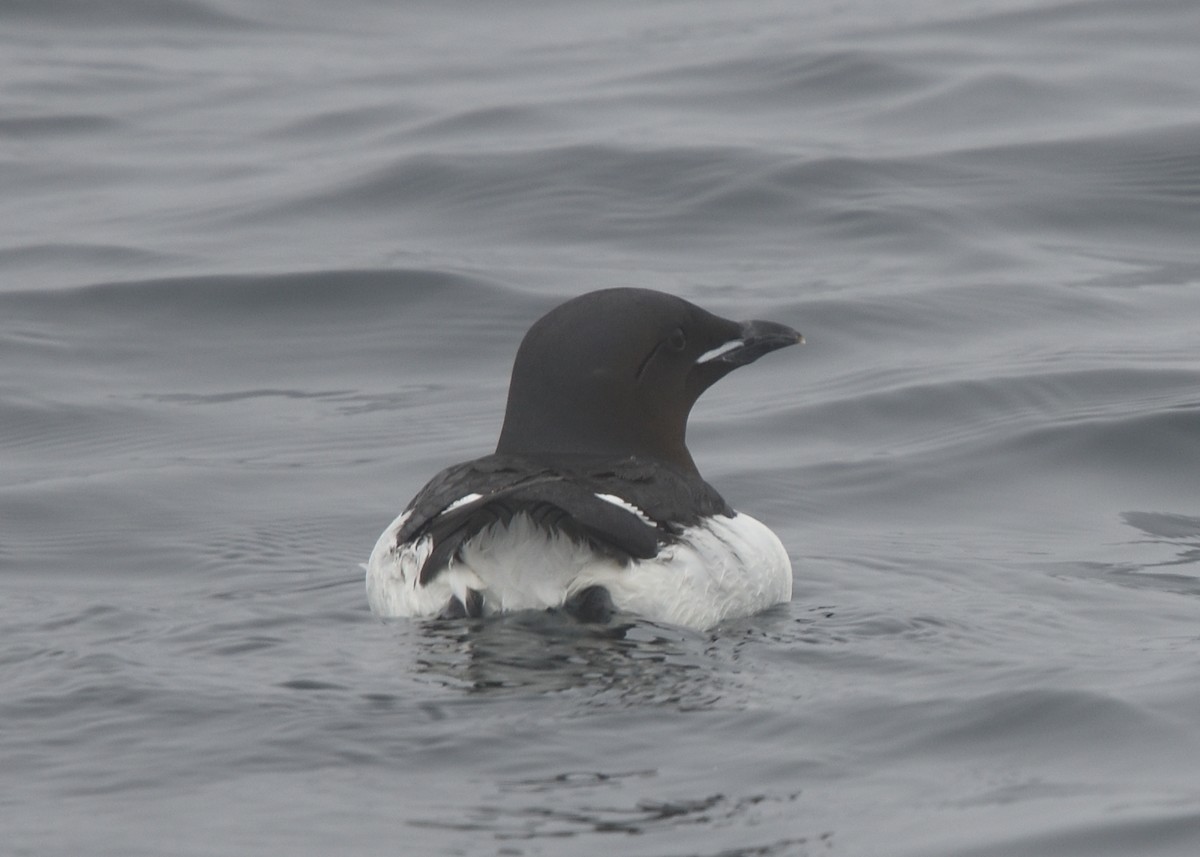 Thick-billed Murre - ML620585241