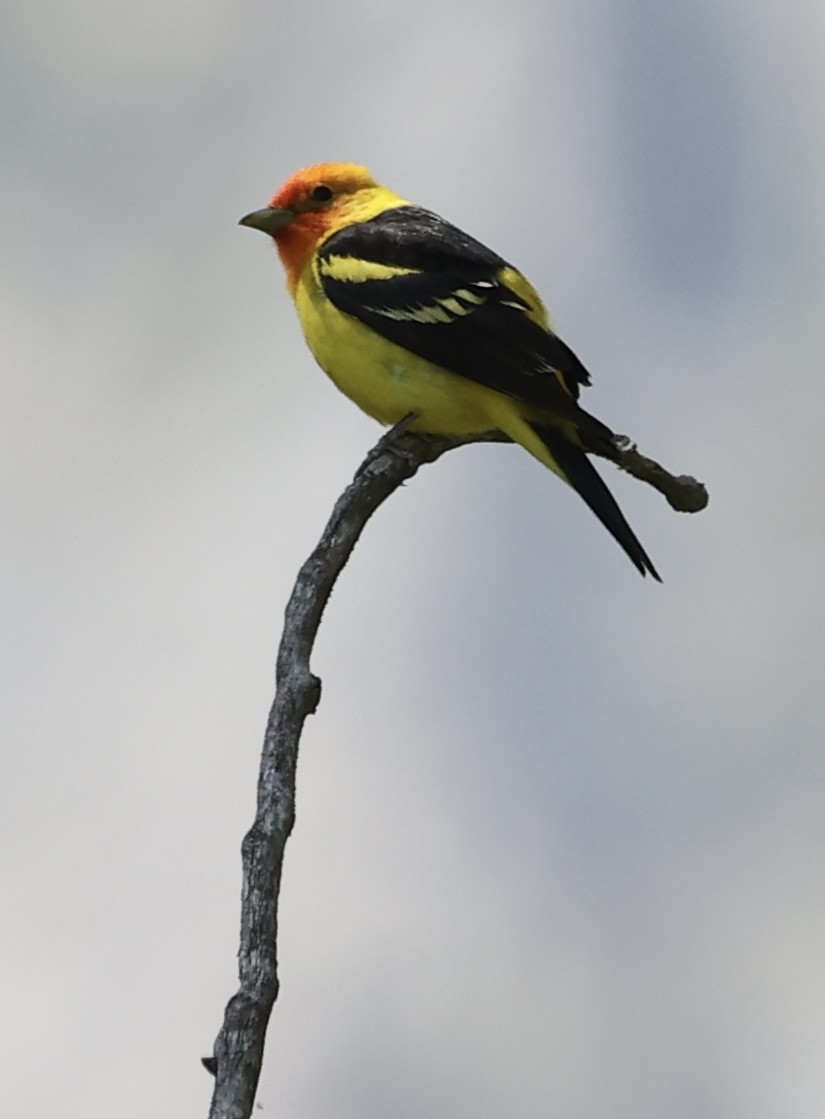 Western Tanager - ML620585258