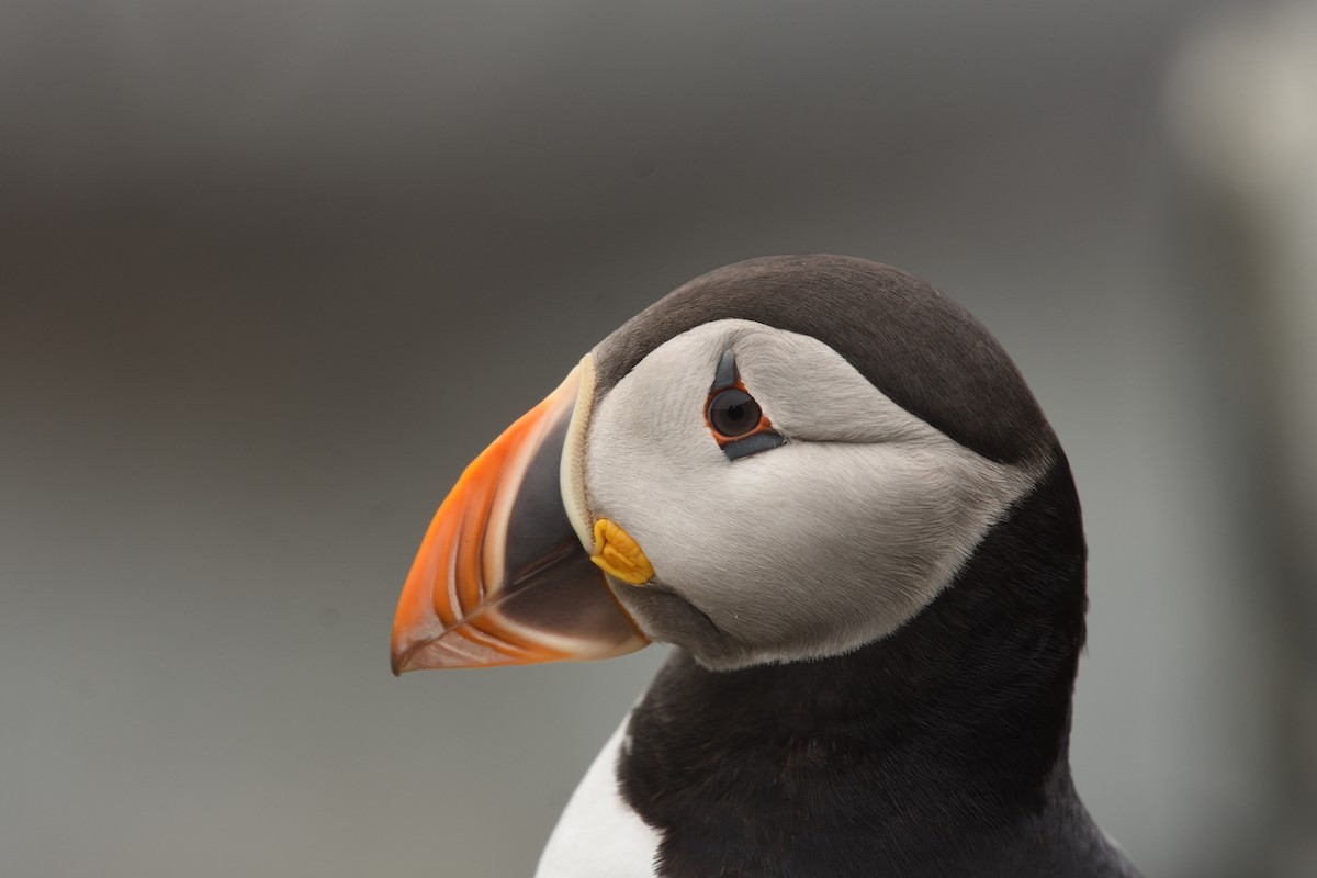 Atlantic Puffin - ML620585286