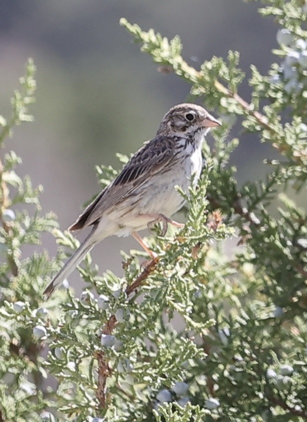 Vesper Sparrow - ML620585288