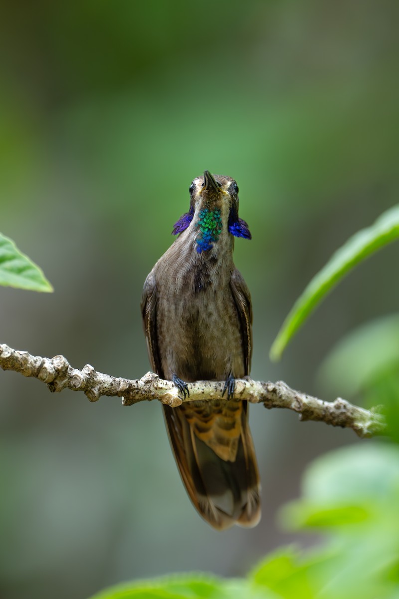 kolibřík fialovouchý - ML620585289