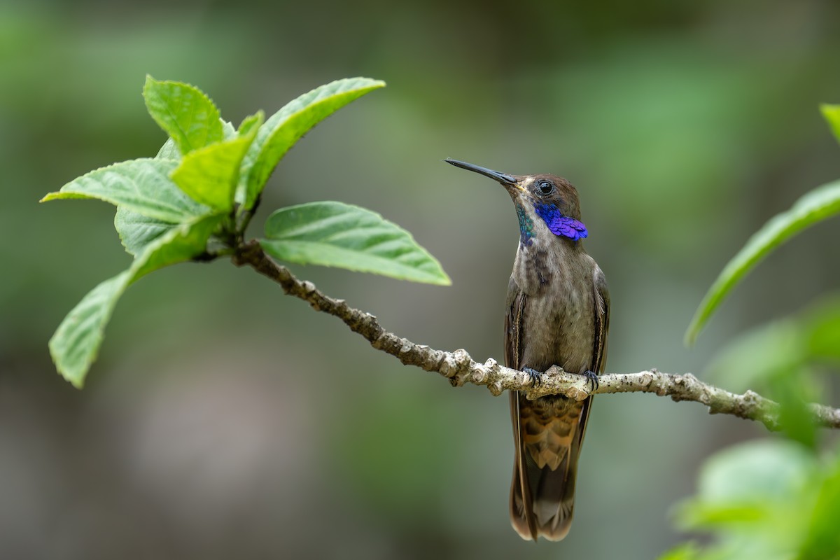 kolibřík fialovouchý - ML620585291