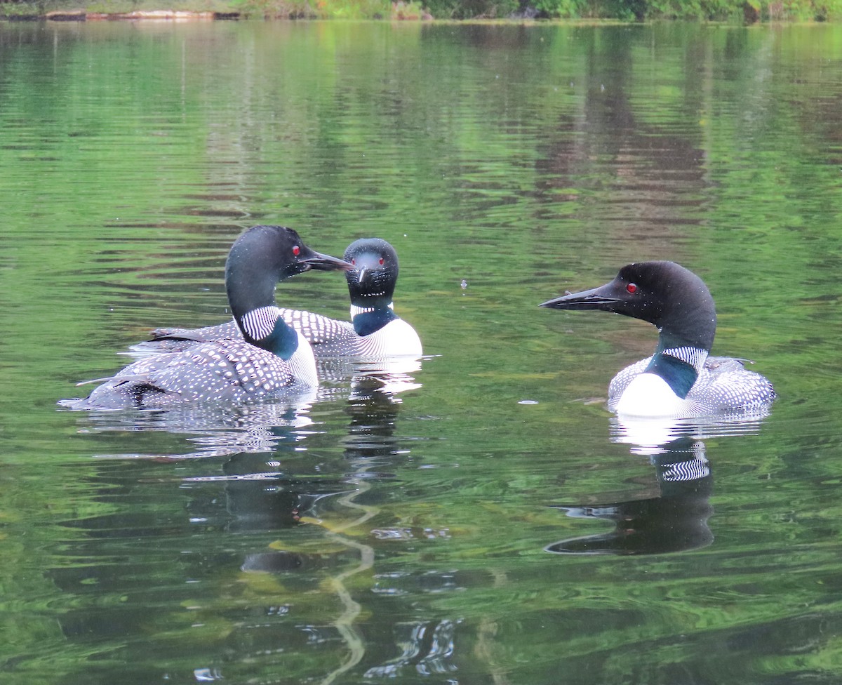 Common Loon - ML620585292