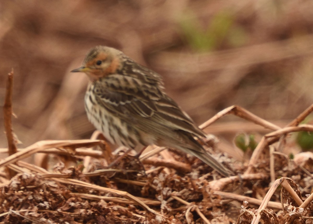 Red-throated Pipit - ML620585294