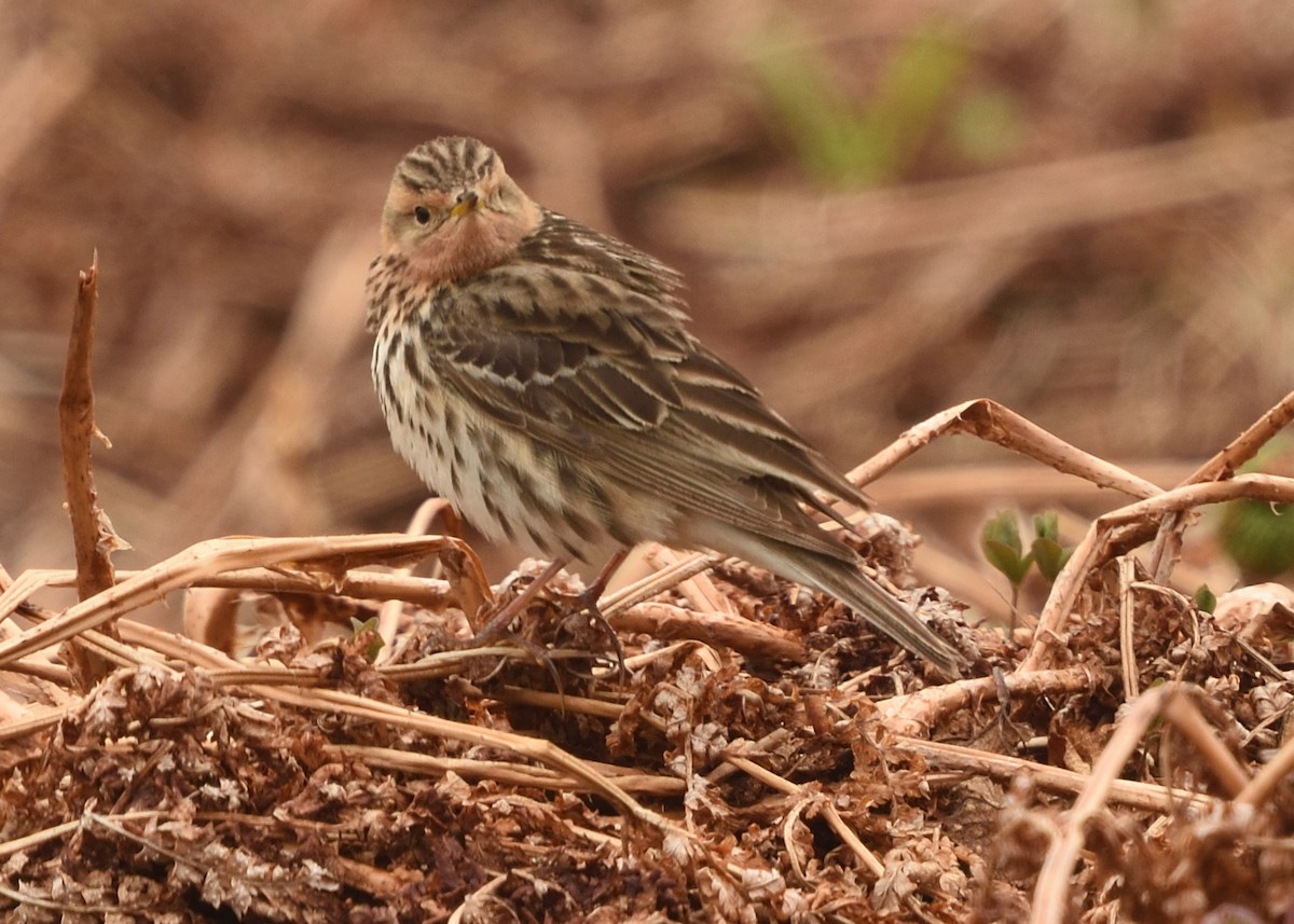 Red-throated Pipit - ML620585295