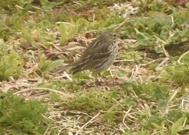 Meadow Pipit - Guy Babineau