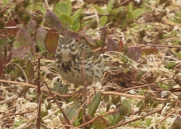 Meadow Pipit - ML620585301