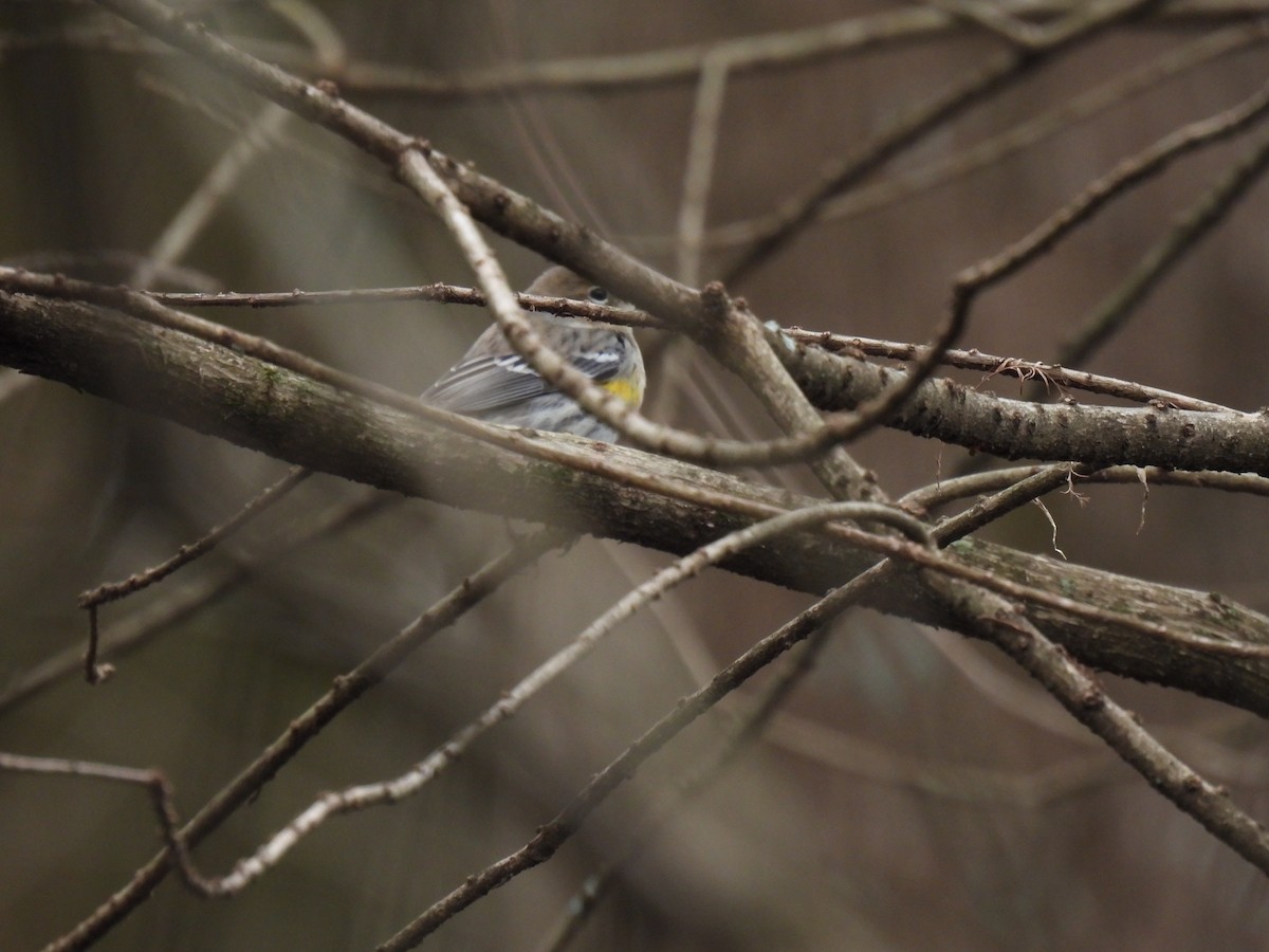 Yellow-rumped Warbler (Myrtle) - ML620585302