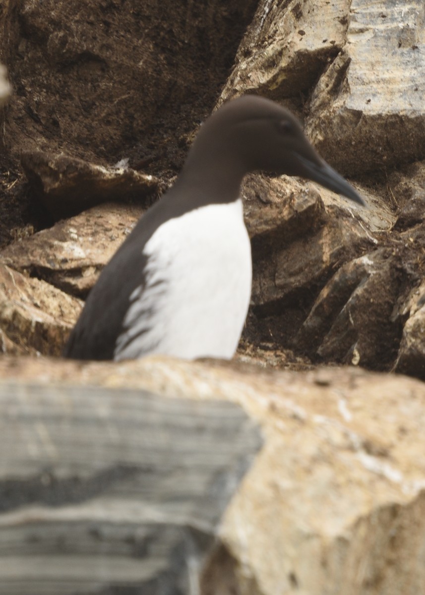 Common Murre - ML620585310